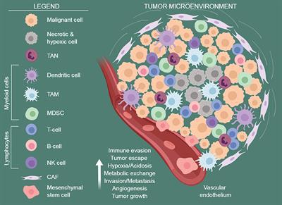 NAD-Biosynthetic and Consuming Enzymes as Central Players of Metabolic Regulation of Innate and Adaptive Immune Responses in Cancer